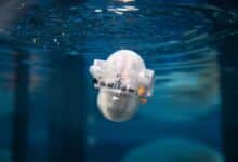 Un robot span que puede ayudarnos a comprender el oceano