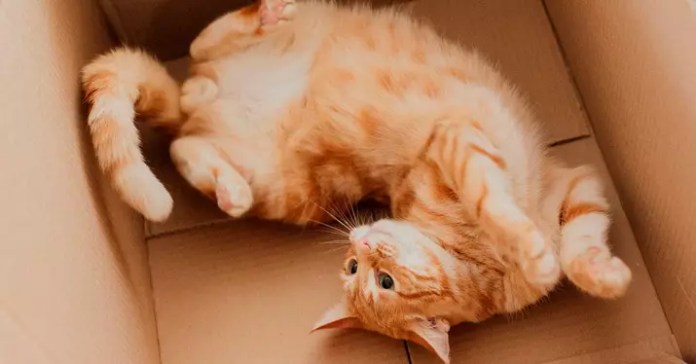cama de cartón para gatos