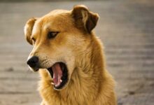 Experimento busca convertir la voz humana en la de un perro, con fines audiovisuales